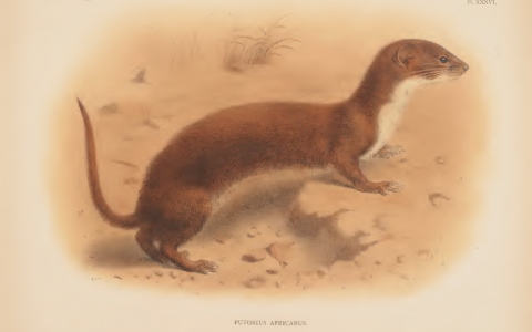 لعرسة والطاعون والتاريخ الطبيعي للقاهرة